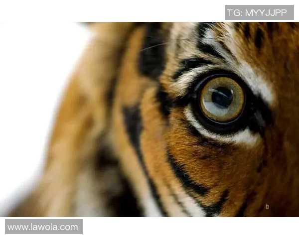 亚当斯的探索之旅：揭示人类智慧与自然和谐共生的奥秘